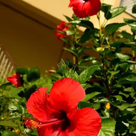 Aparthotel Melissa Garden